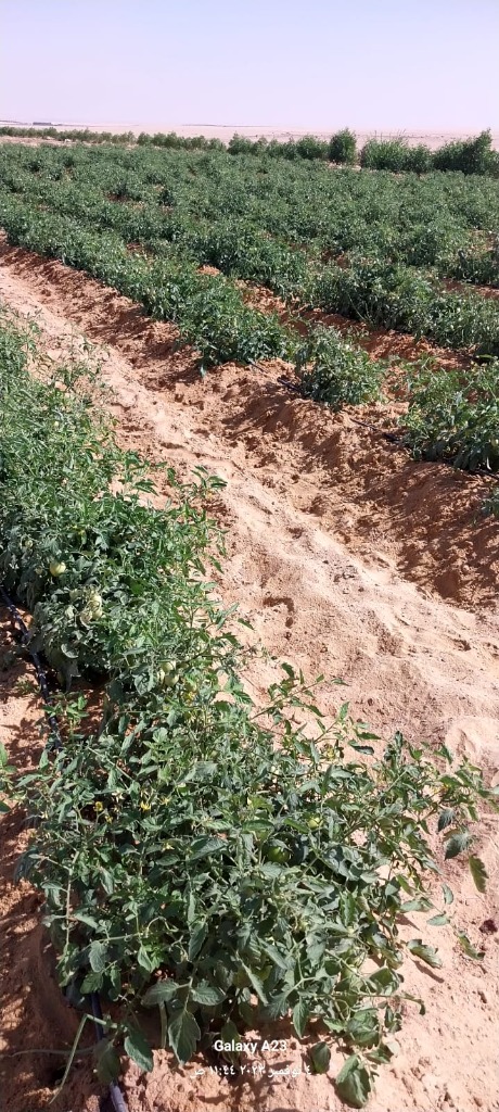 Crop Diversification