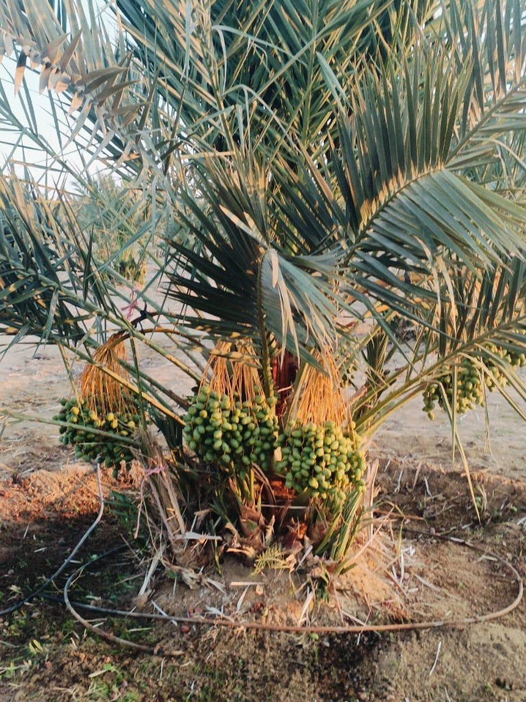 Palm Groves